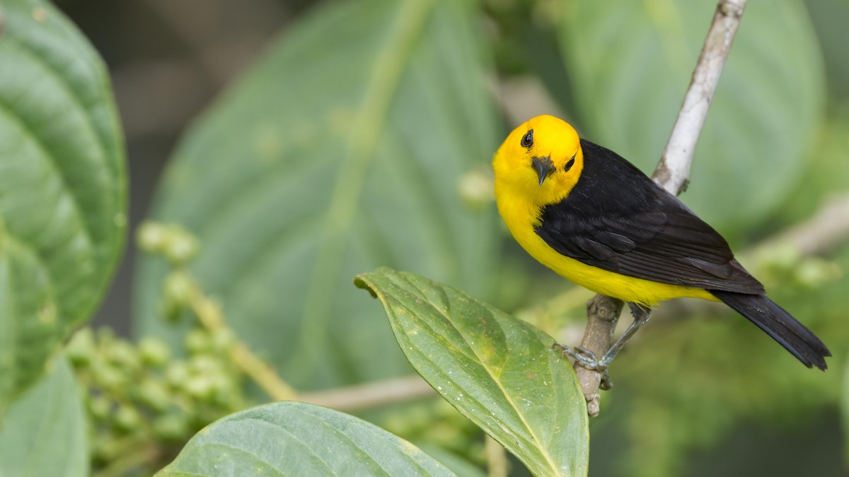 Black-and-yellow Tanager - John Andersen