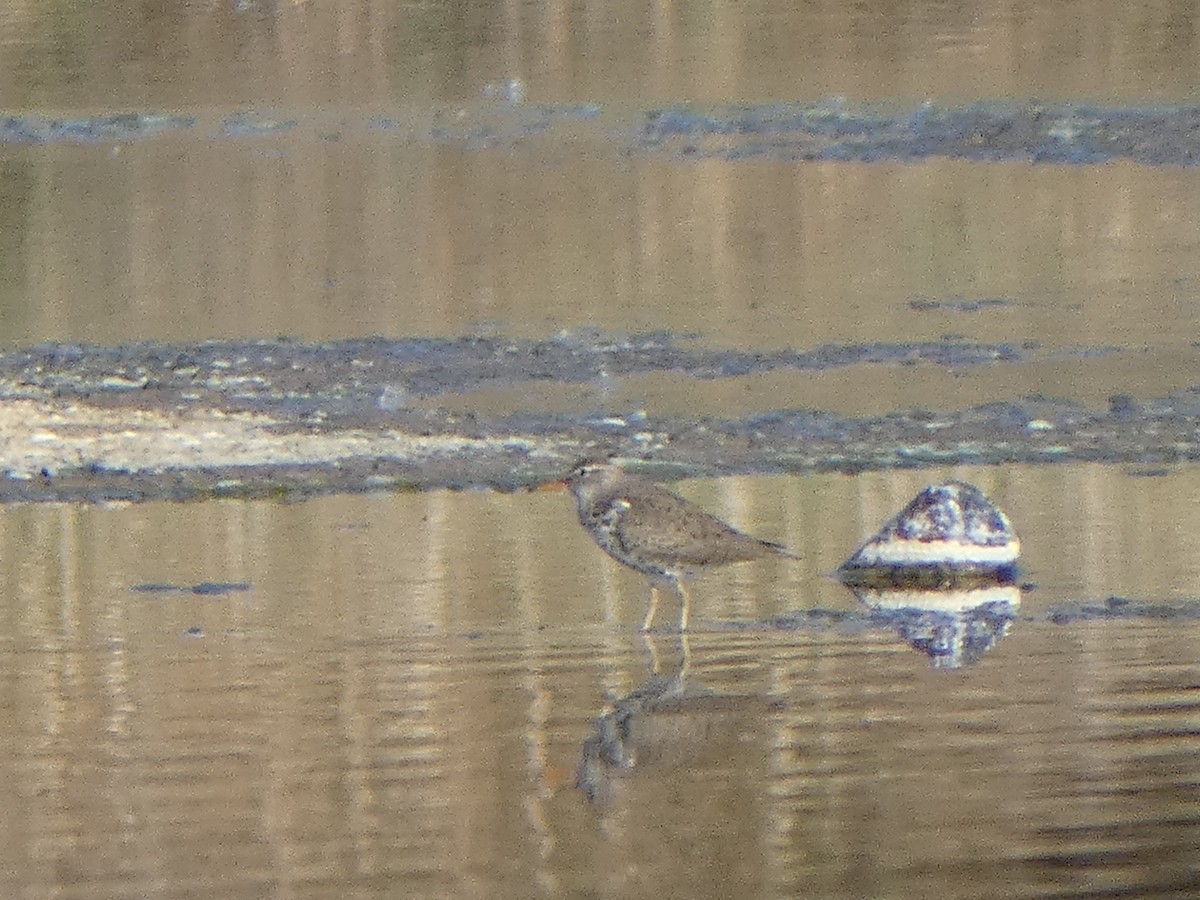 Spotted Sandpiper - ML619566024