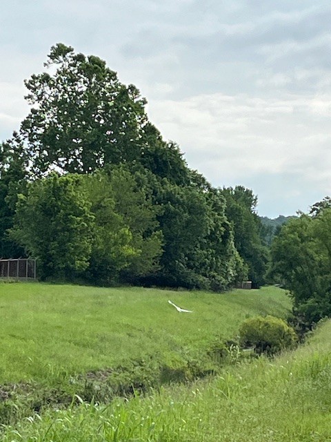 Great Egret - michelle hussey