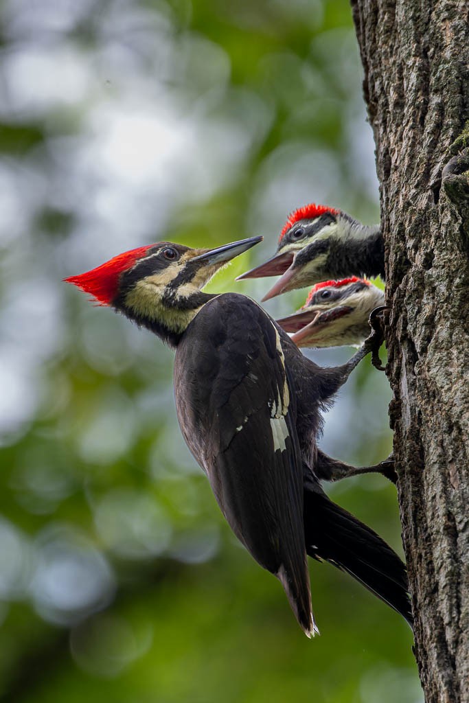 Pileated Woodpecker - James Spitznas