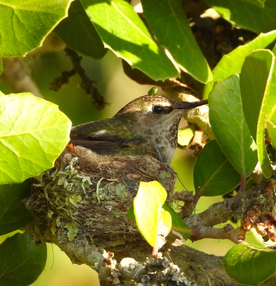 Anna's Hummingbird - Lynn Scarlett