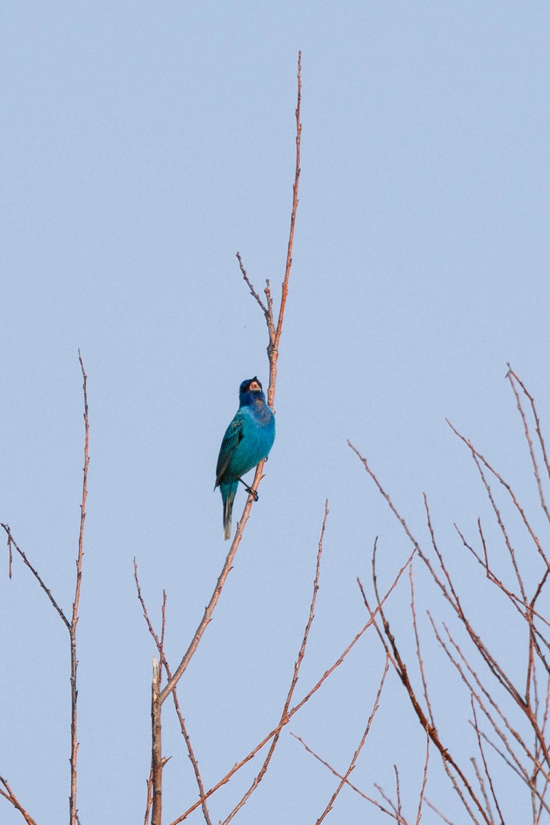 Indigo Bunting - Kenny Younger