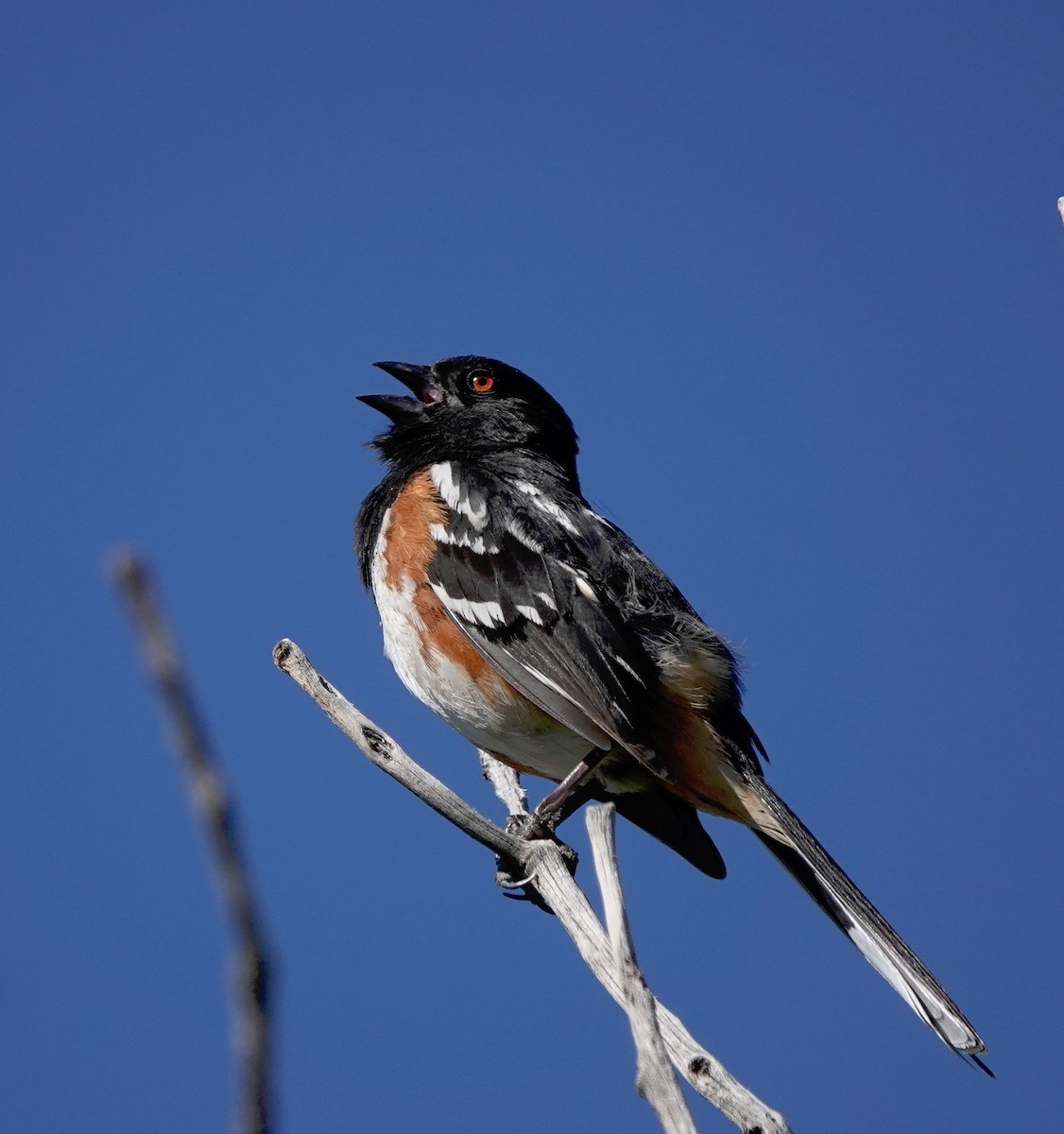 Spotted Towhee - Cheryl Carlile