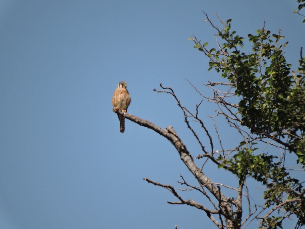 American Kestrel - Francisco J. Muñoz Nolasco