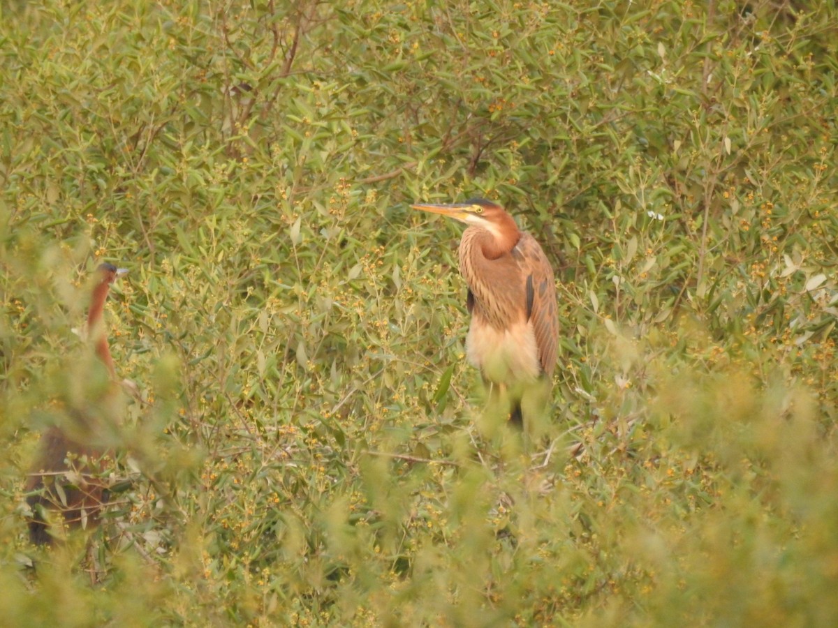 Purple Heron - Tarang Sarin