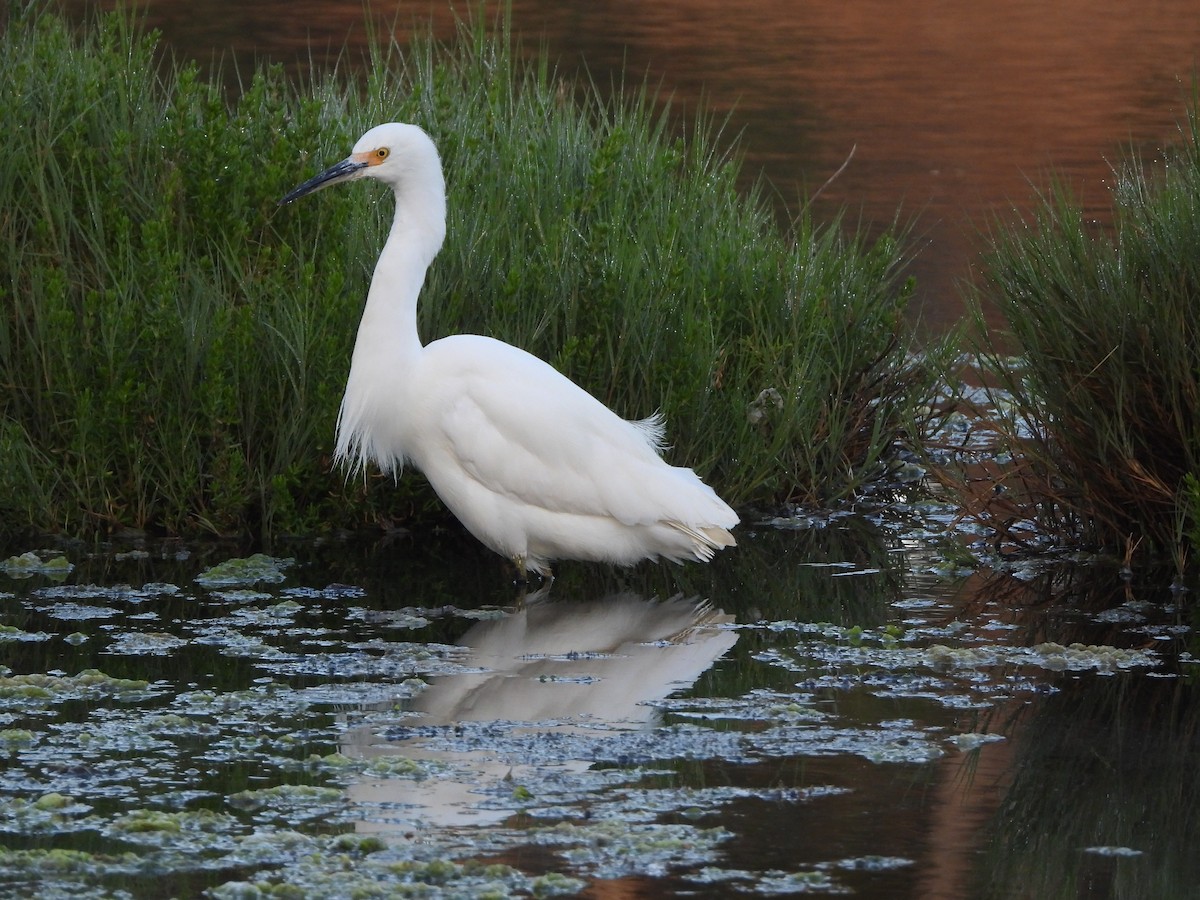 Snowy Egret - Lynn Scarlett