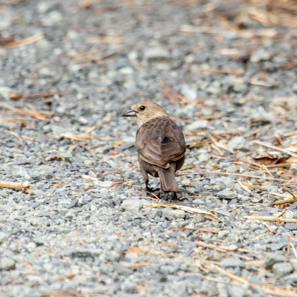 Brown-headed Cowbird - Rail Whisperer