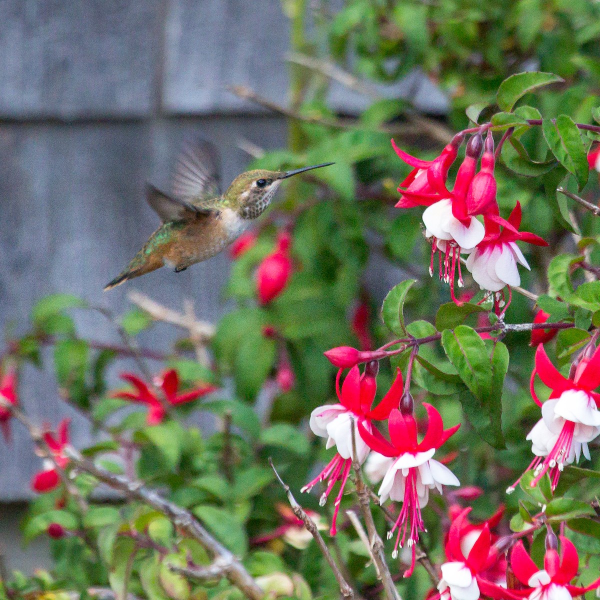 Rufous Hummingbird - Rail Whisperer