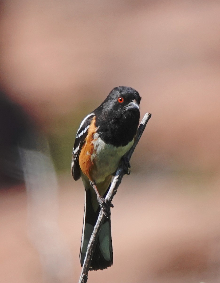 Spotted Towhee - Cheryl Carlile