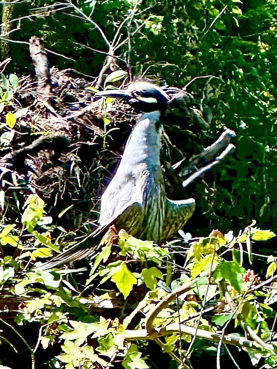 Yellow-crowned Night Heron - ML619566079