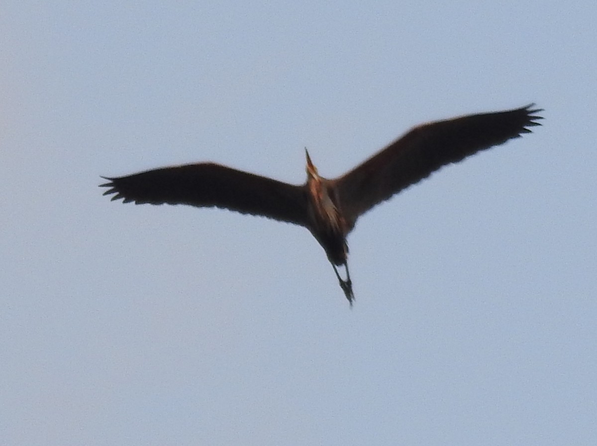 Purple Heron - Tarang Sarin