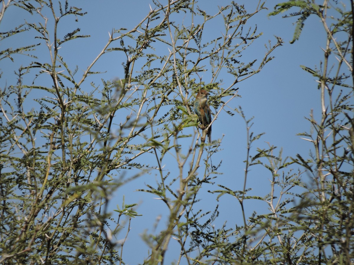 Indigo Bunting - Francisco J. Muñoz Nolasco