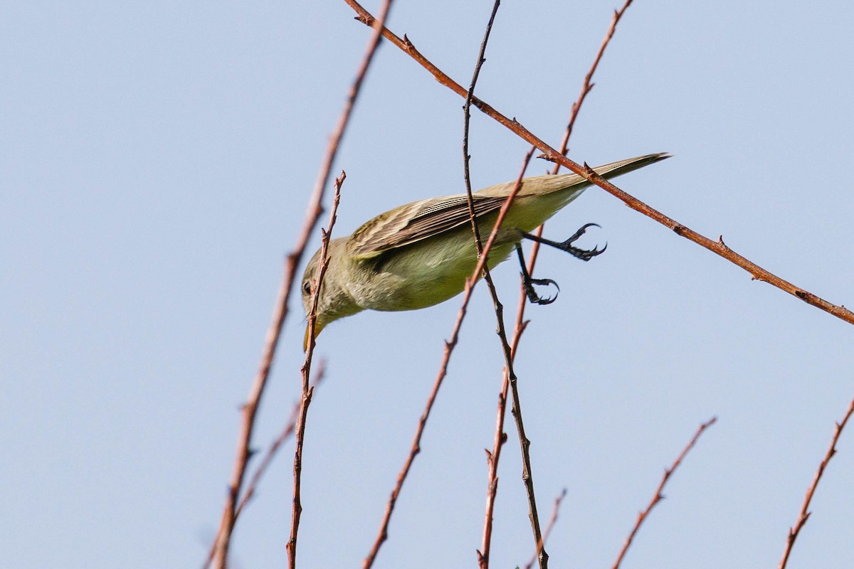 Willow Flycatcher - Kenny Younger
