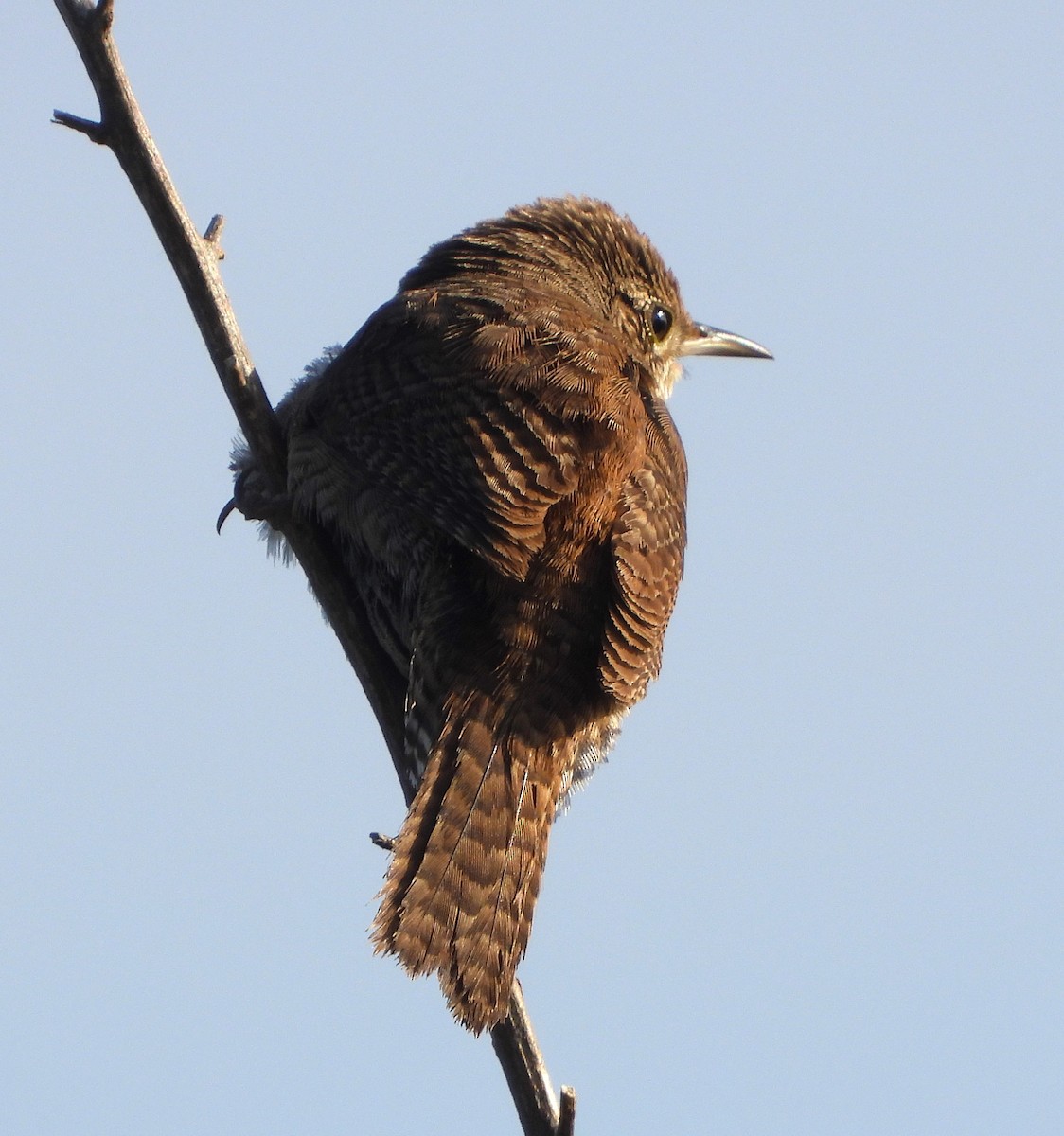 House Wren - ML619566093