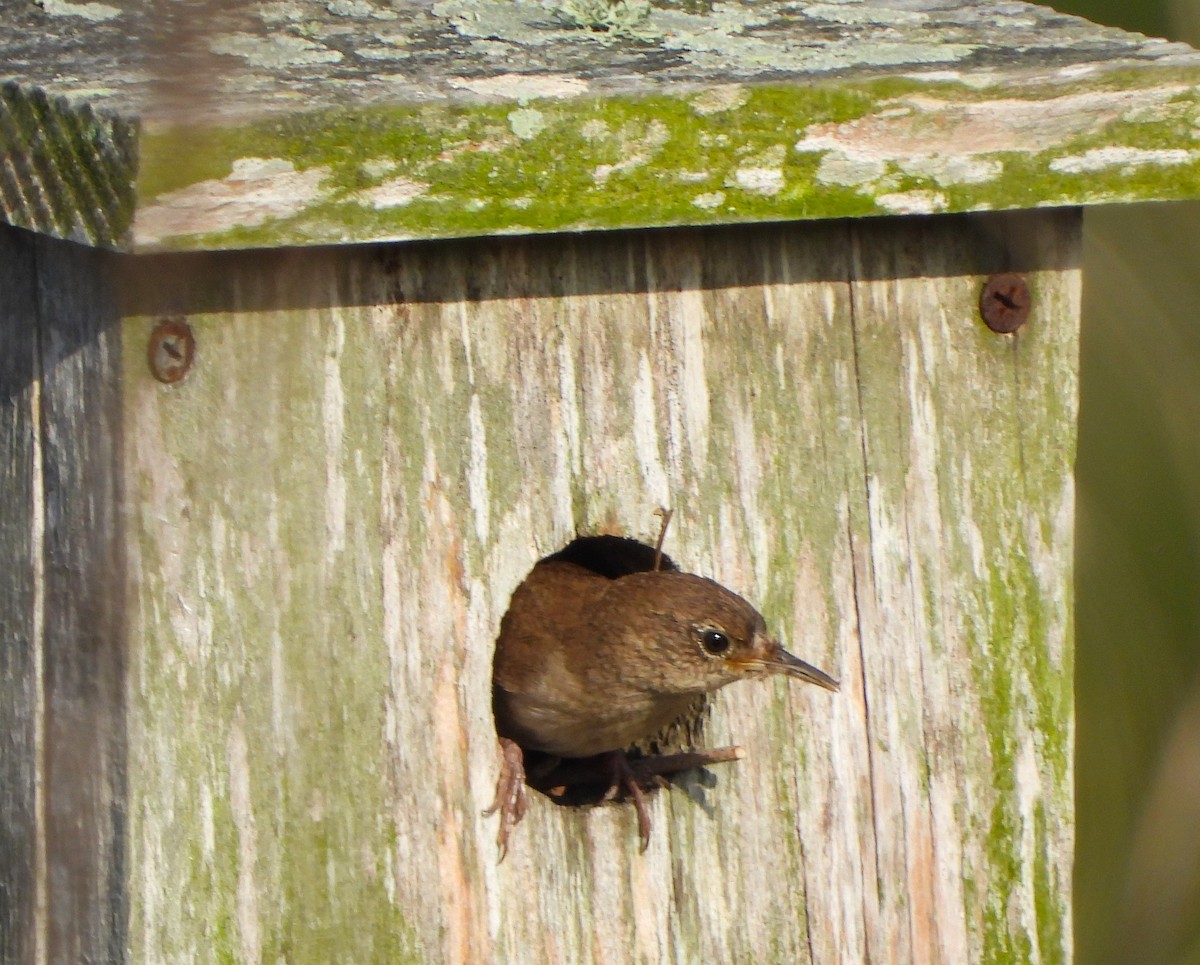 House Wren - ML619566095