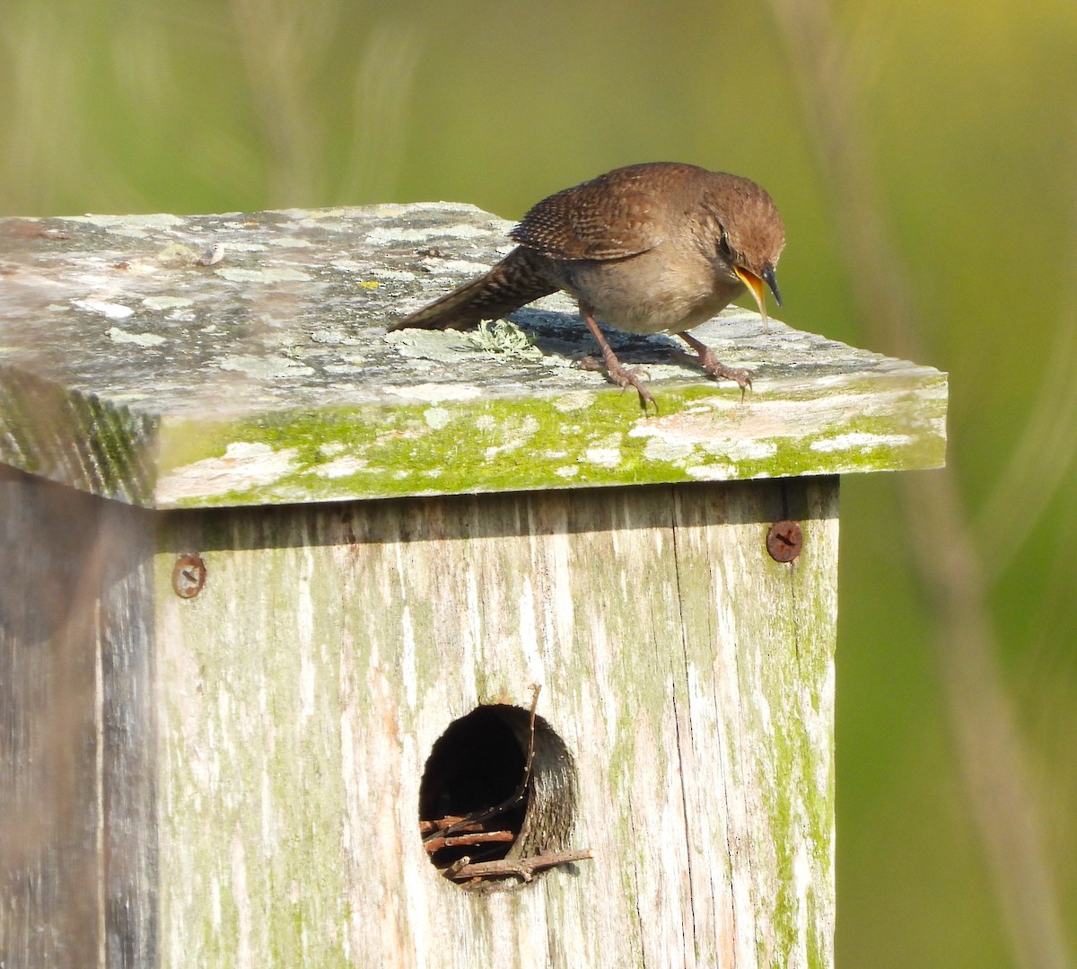 House Wren - ML619566096