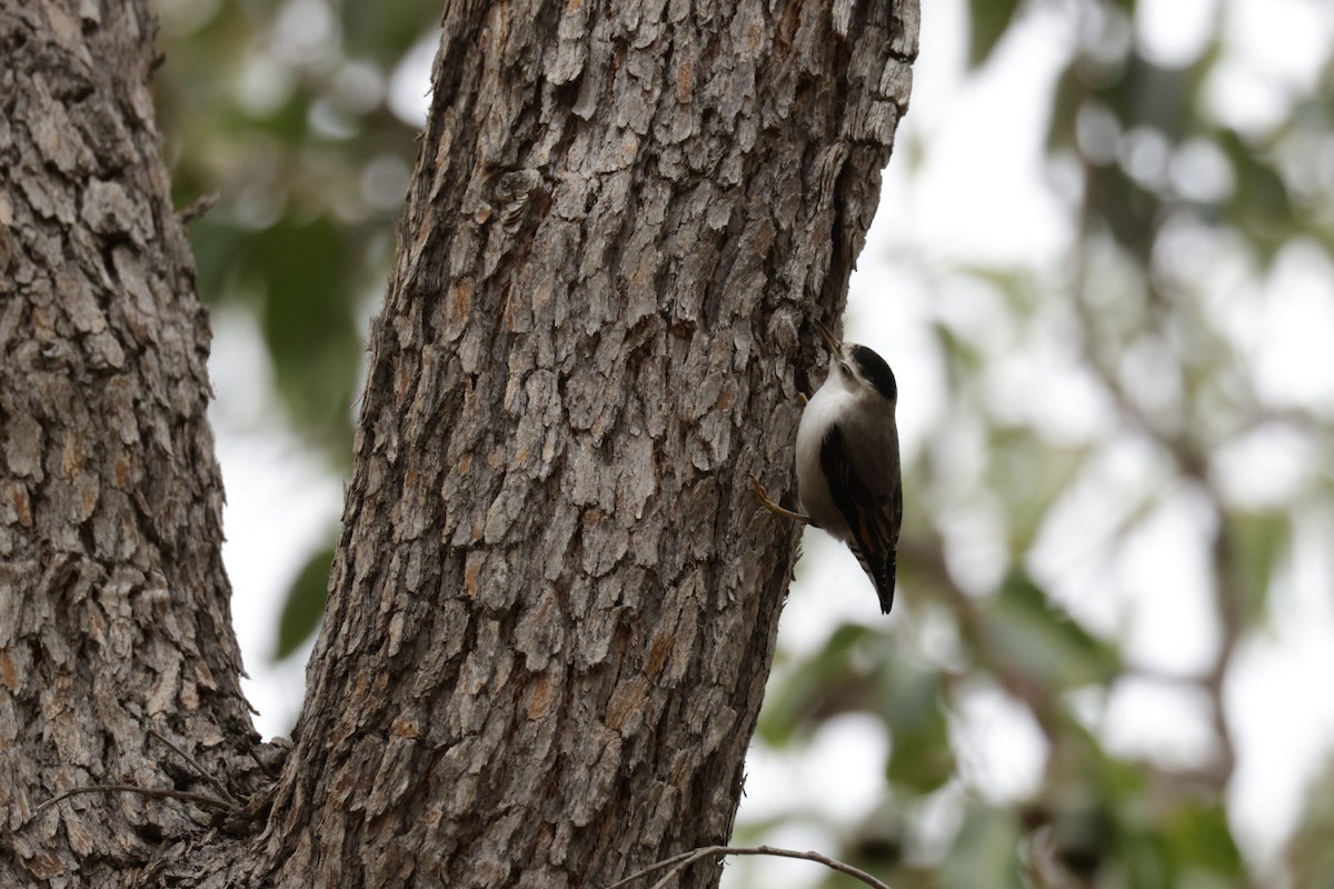 Varied Sittella (Black-capped) - Samuel Gale