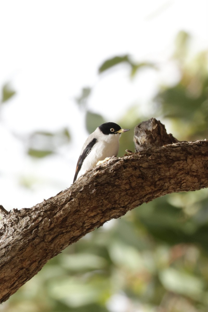 Varied Sittella (Black-capped) - Samuel Gale