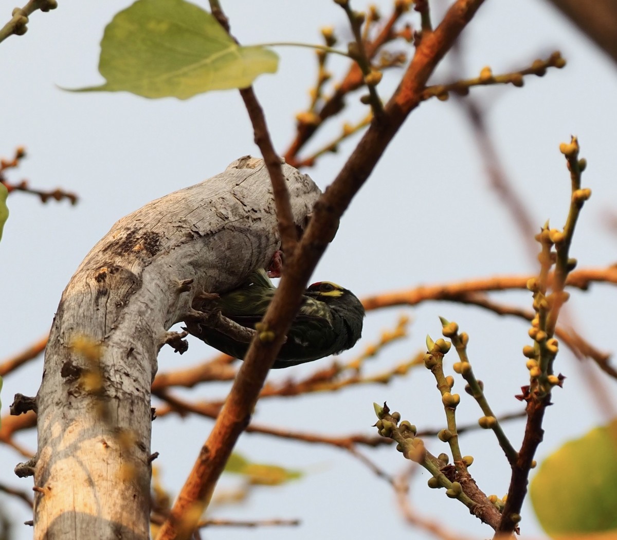 Coppersmith Barbet - 芳色 林