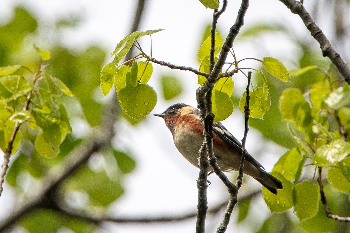 Bay-breasted Warbler - Kirstyn Eckhardt