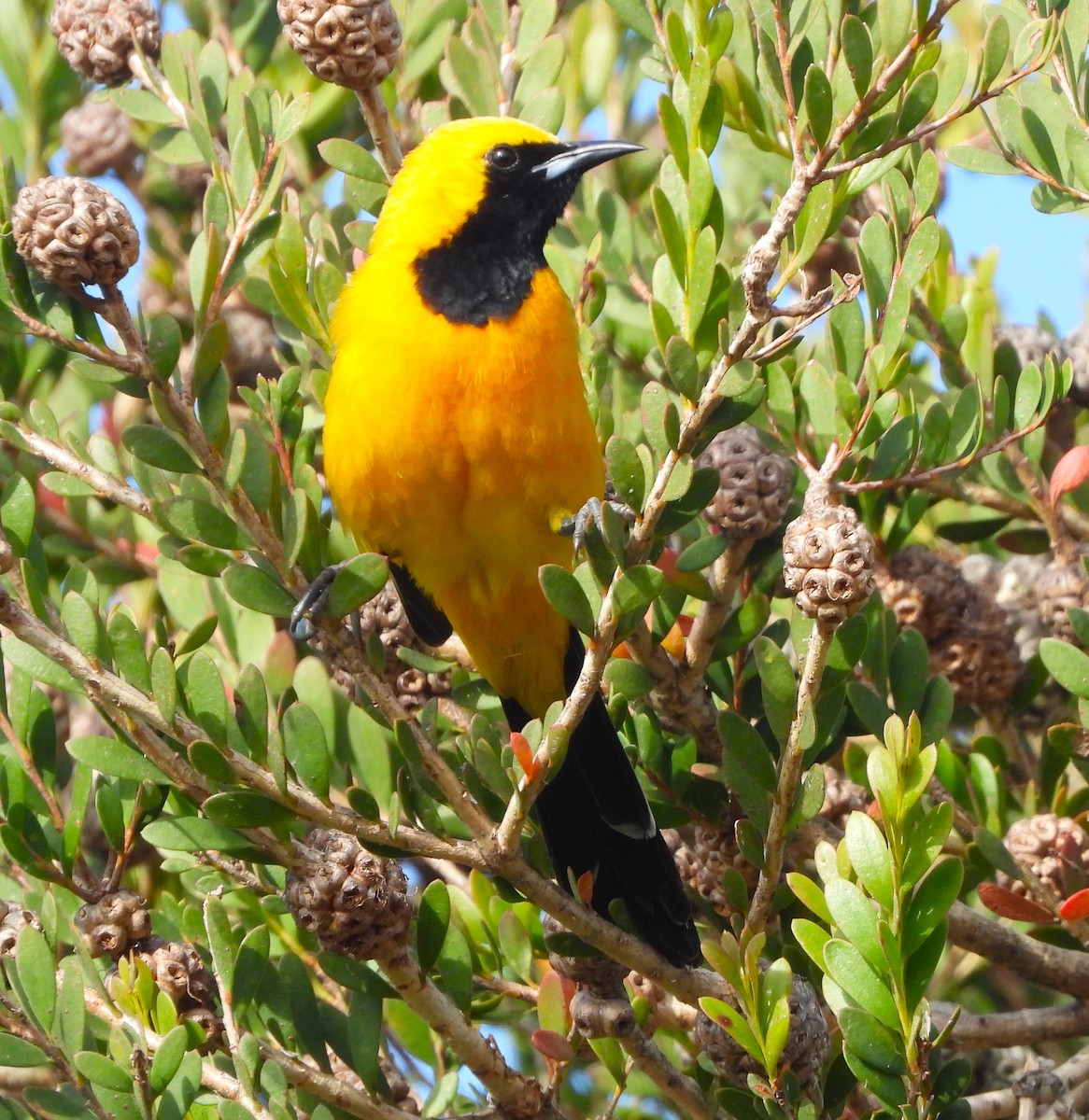 Hooded Oriole - Lynn Scarlett