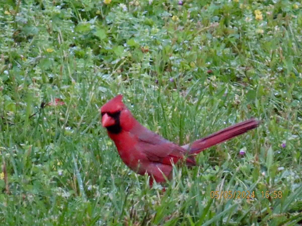 Northern Cardinal - ML619566116