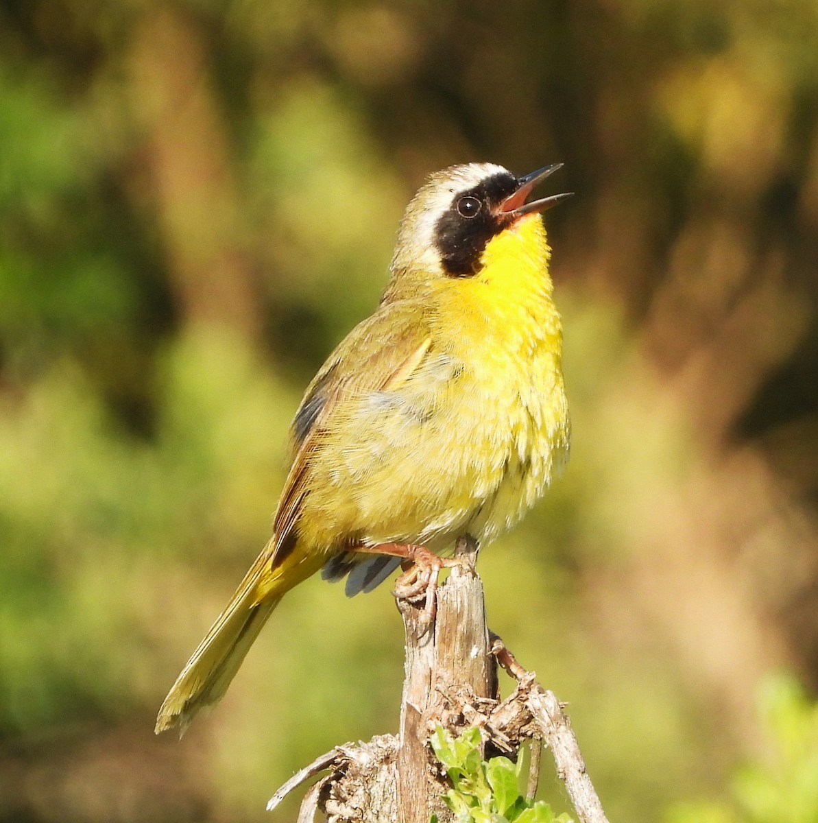 Common Yellowthroat - Lynn Scarlett