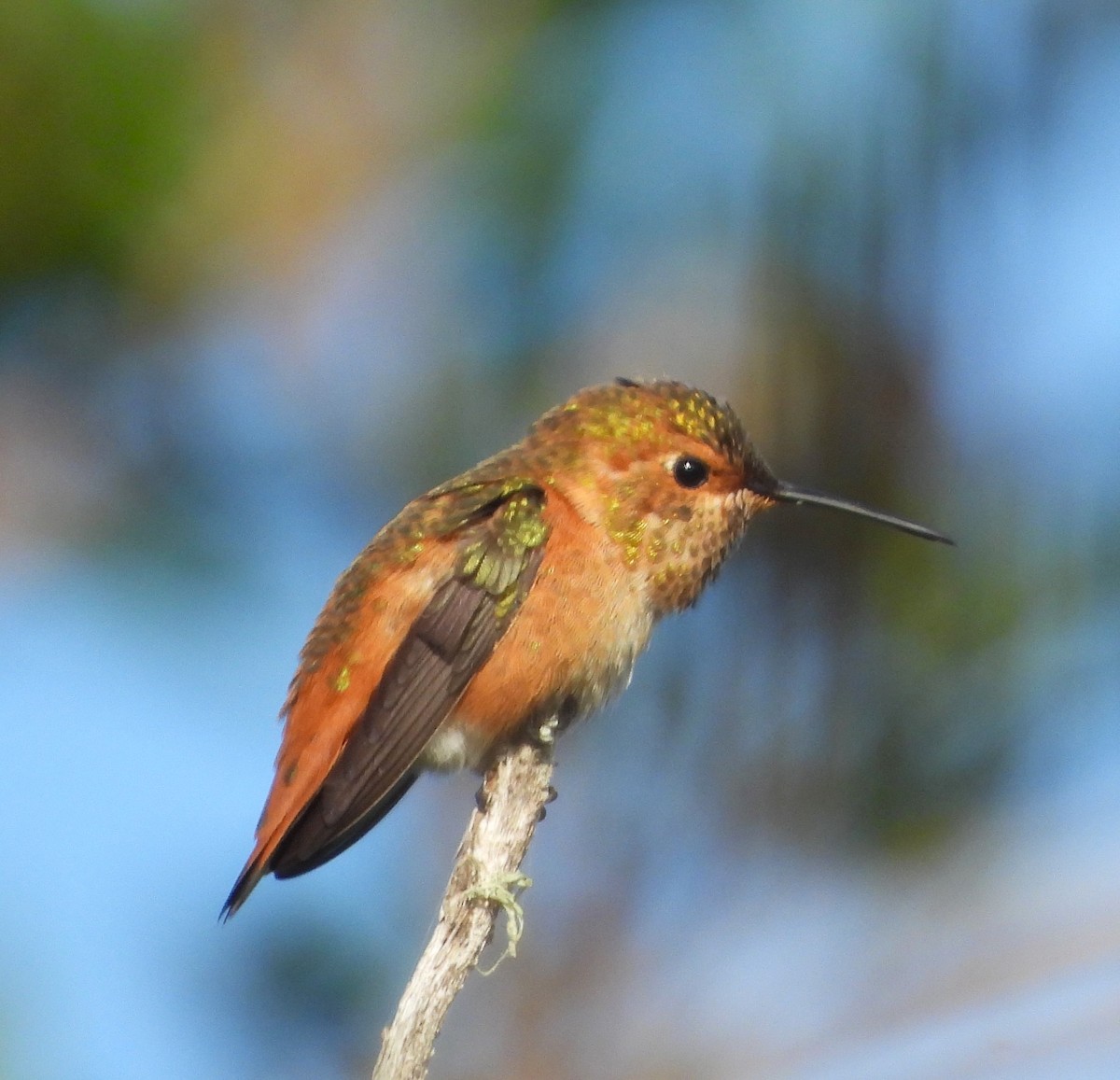 Allen's Hummingbird - Lynn Scarlett