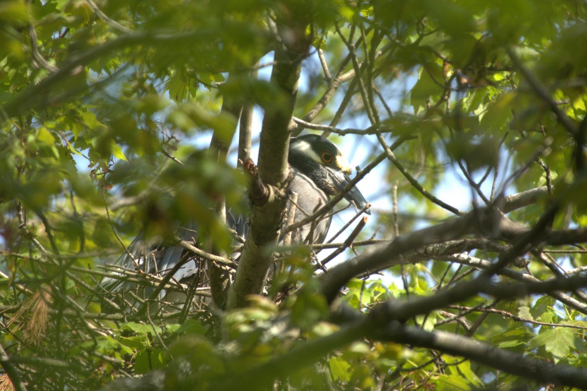 Yellow-crowned Night Heron - Ryan Hale