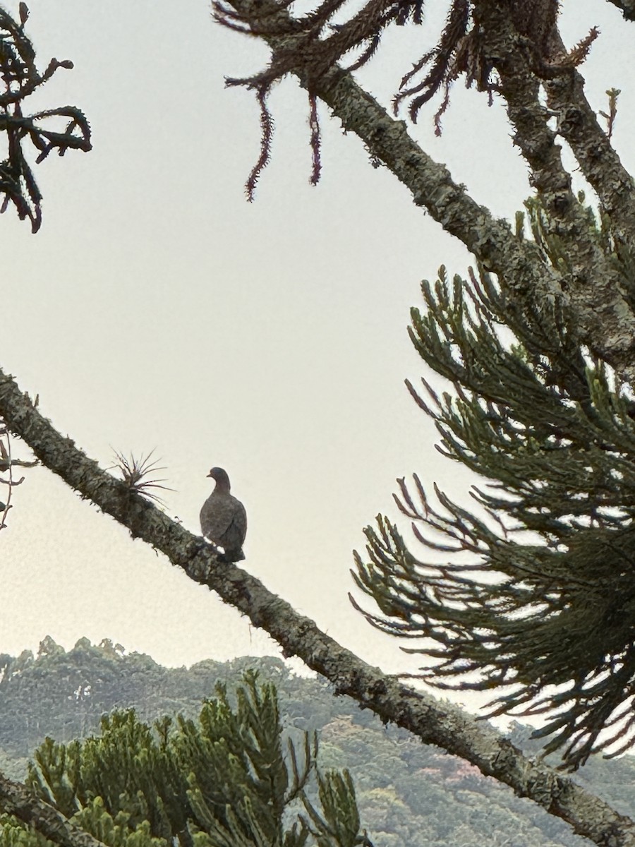 Picazuro Pigeon - Maria Goretti Maciel