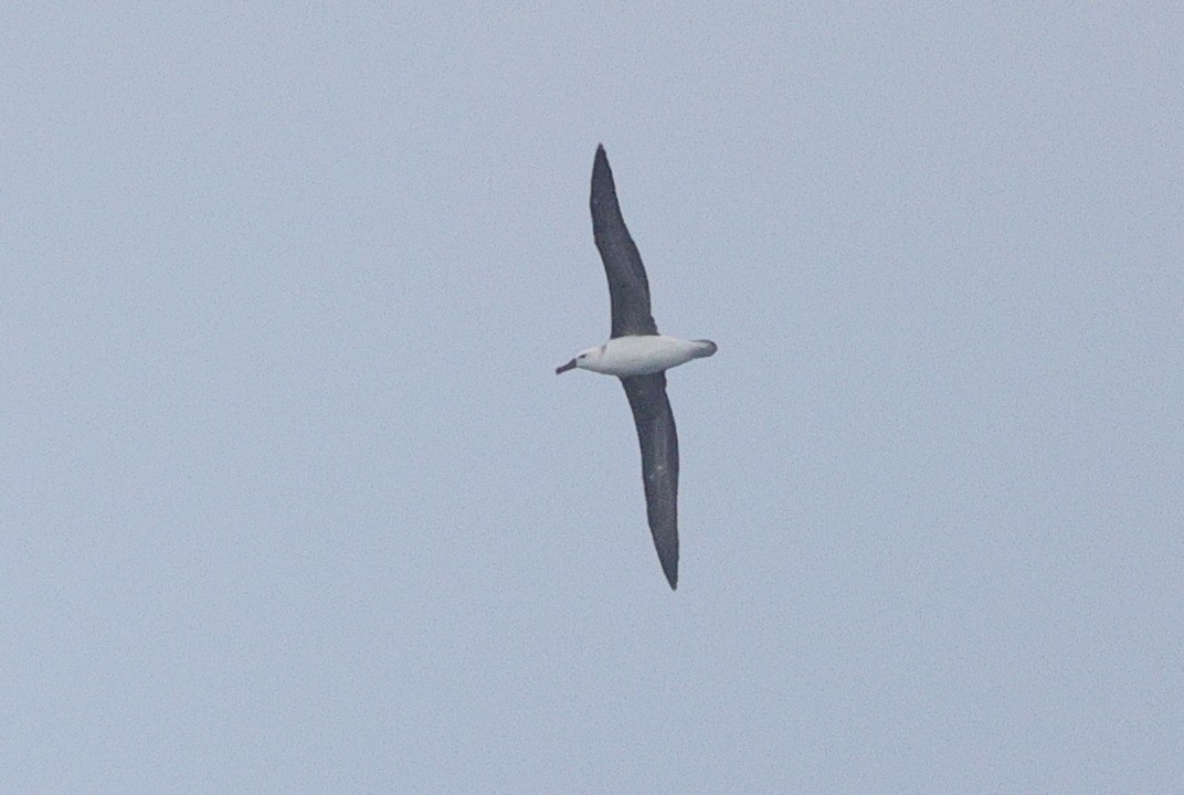 Black-browed Albatross (Black-browed) - Lau Jia Sheng