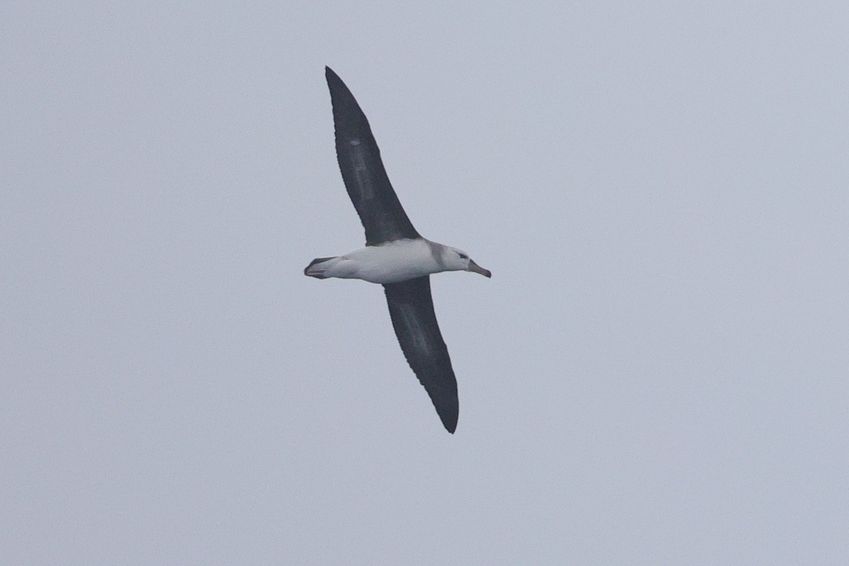Albatros Ojeroso (melanophris) - ML619566134