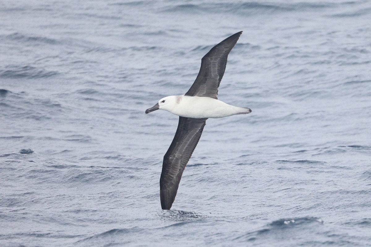 Black-browed Albatross (Black-browed) - Lau Jia Sheng