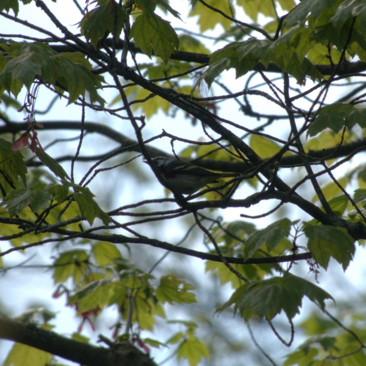 Chestnut-sided Warbler - Ryan Hale