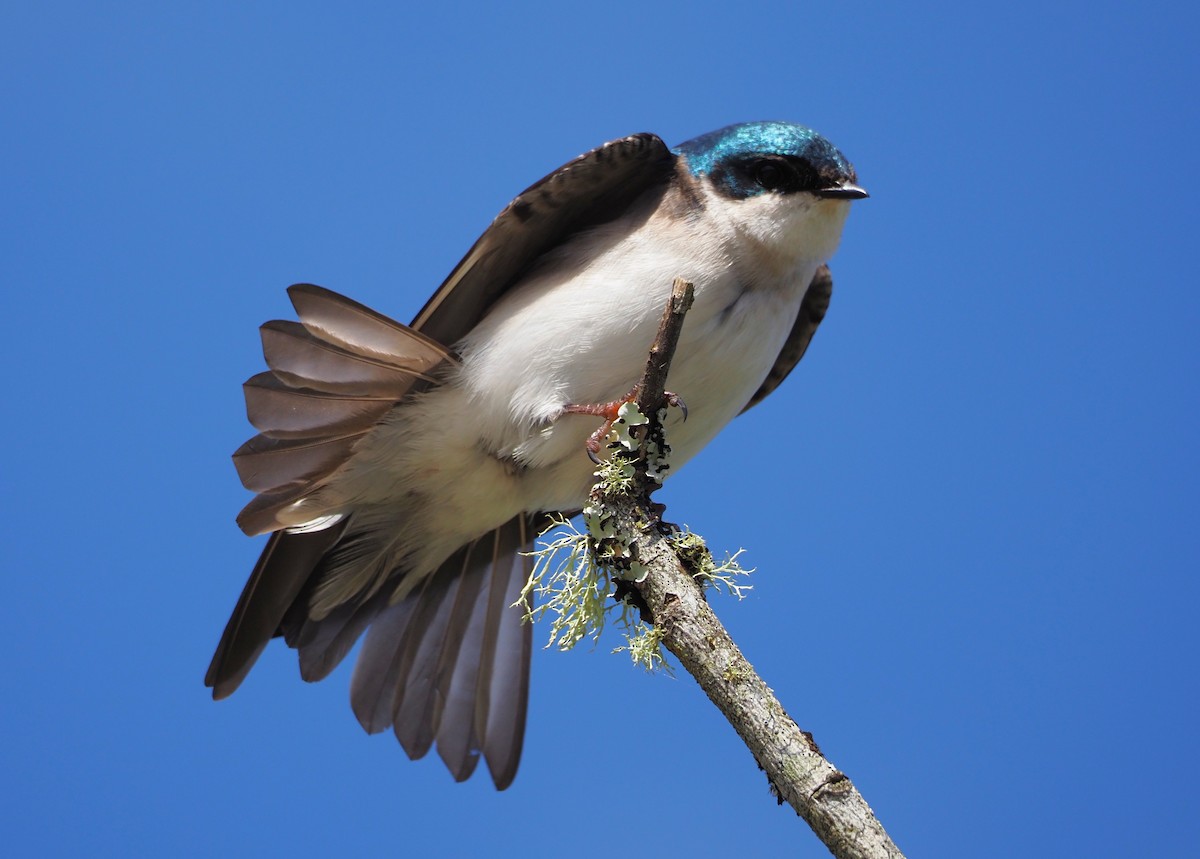 Tree Swallow - Dick Cartwright