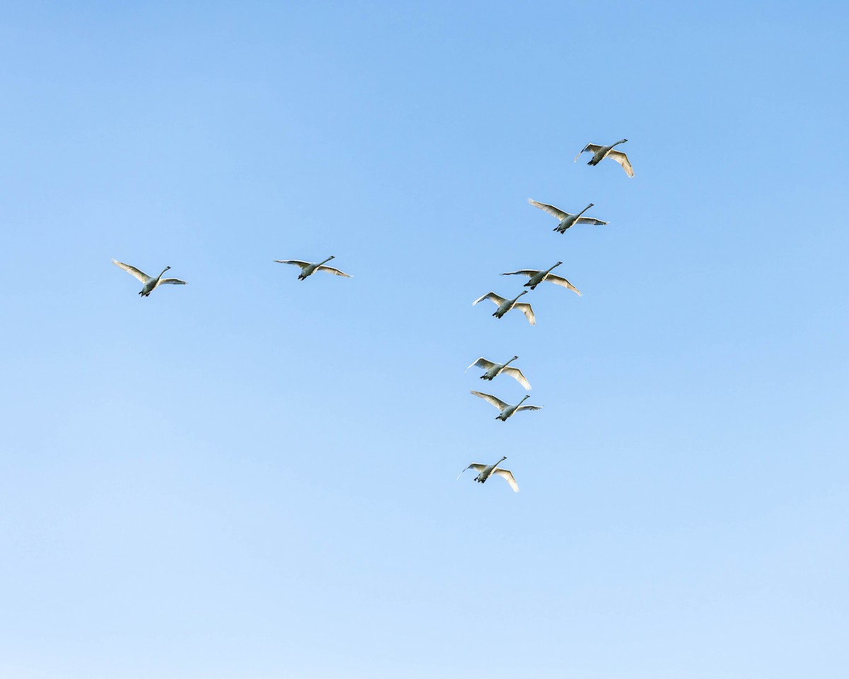 Mute Swan - Matt Beverly