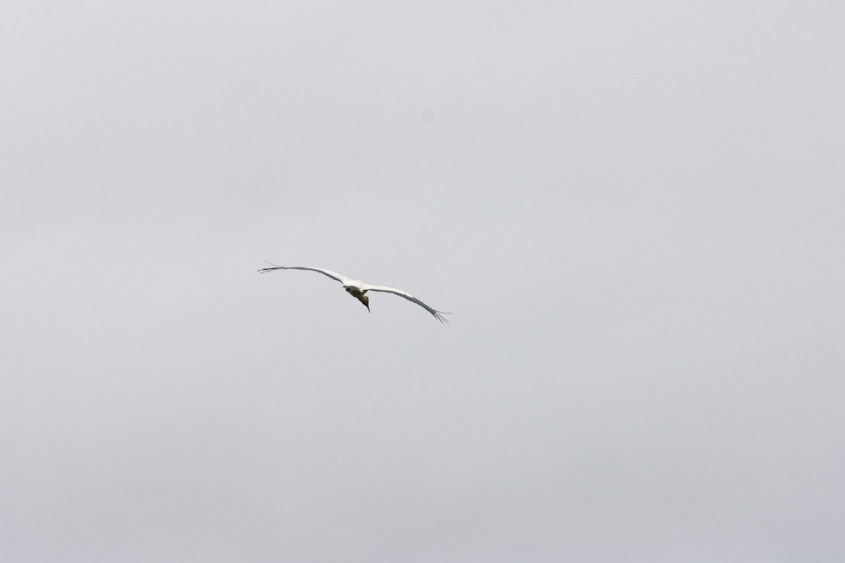 Wood Stork - Janaina Souza