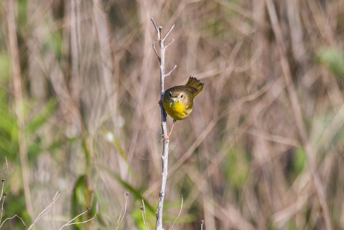 Common Yellowthroat - Kenny Younger