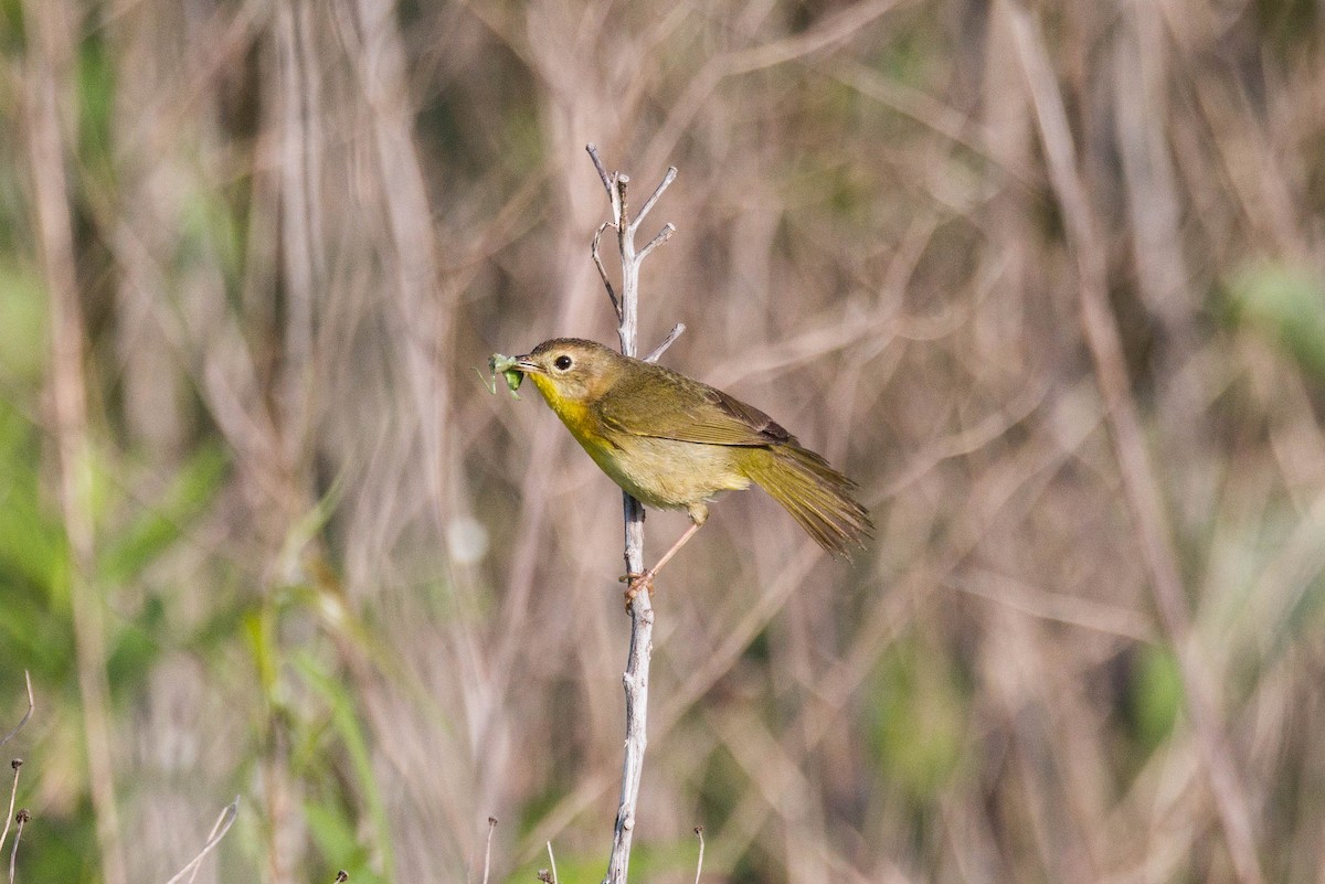 Common Yellowthroat - Kenny Younger