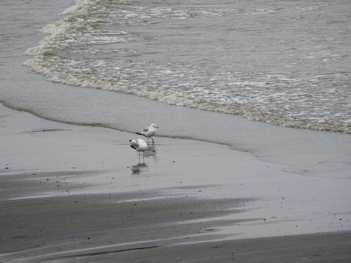 Ring-billed Gull - Denisette Laf