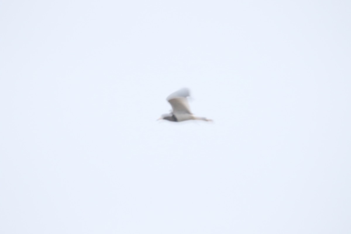 Gray-headed Lapwing - Levan Goenner