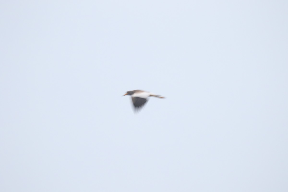 Gray-headed Lapwing - Levan Goenner