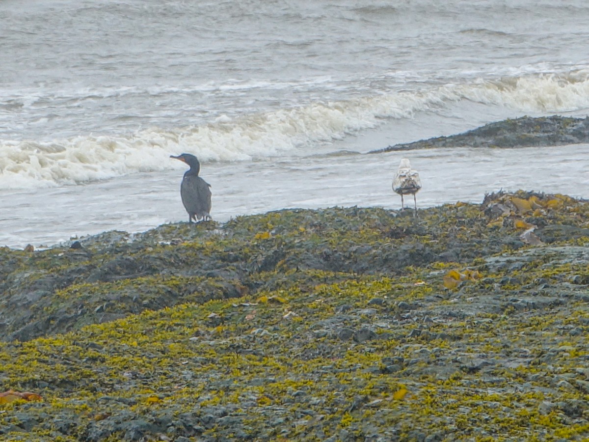 Double-crested Cormorant - Denisette Laf