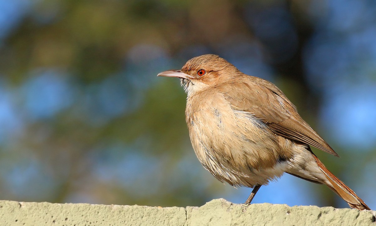 Rufous Hornero - Adrián Braidotti