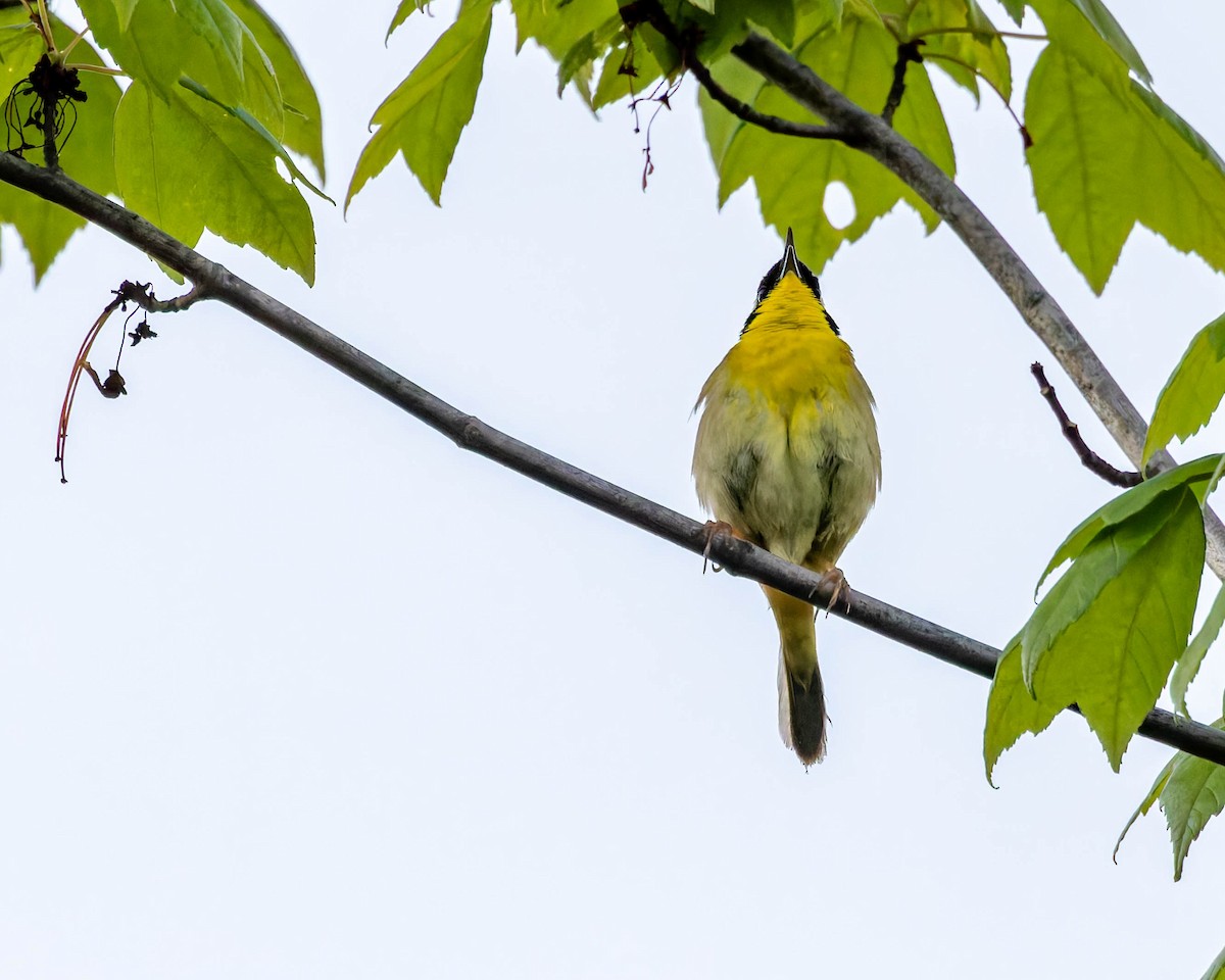 Common Yellowthroat - Matt Beverly