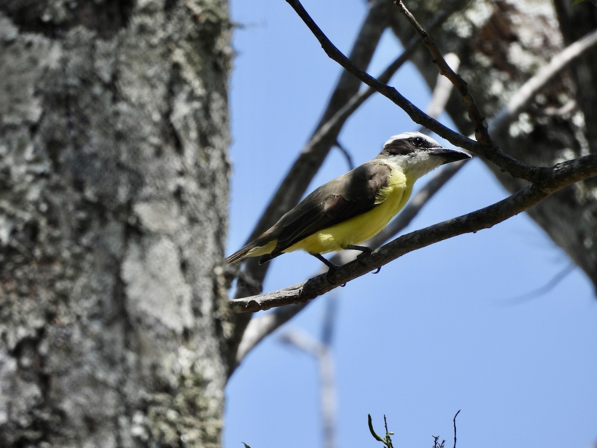 Boat-billed Flycatcher - Susan Thome-Barrett