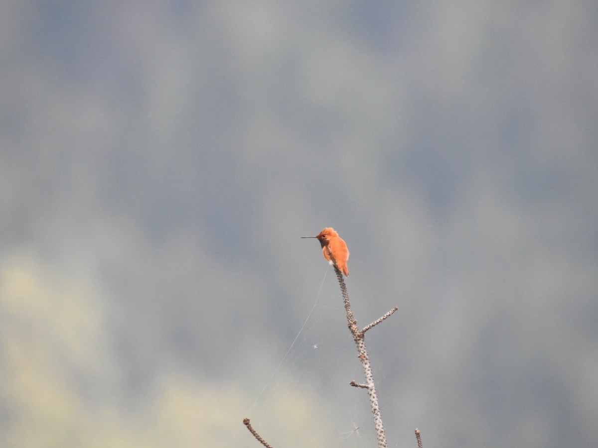 Rufous Hummingbird - Peter Baker