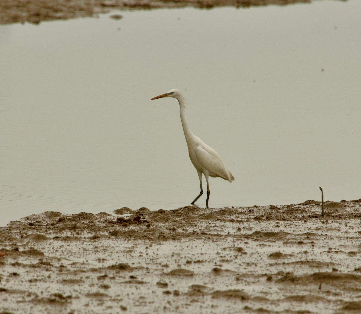 Chinese Egret - Ben Sheldon