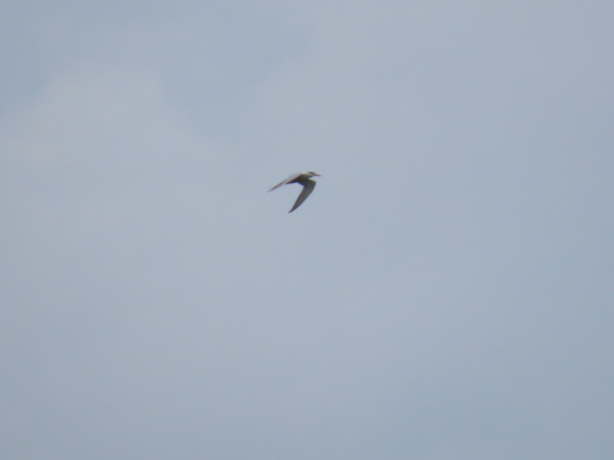 Common Tern - Robert gilbert