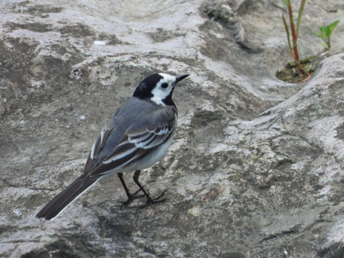 White Wagtail - Ivan V